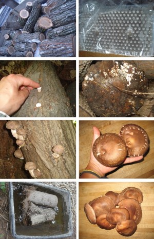 Shiitake Mushroom Cultivation