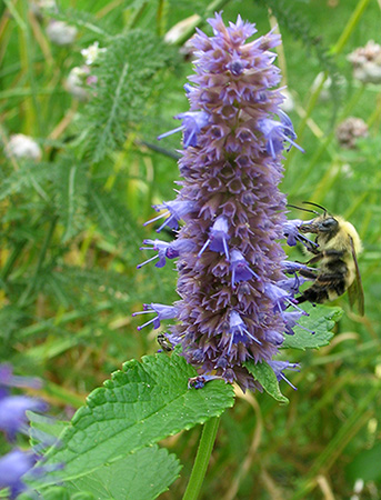 Anise Hyssop – Agastache foeniculum