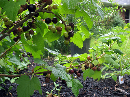 Currant, Black – Ribes nigrum