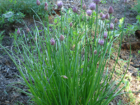 Chives – Allium schoenoprasum