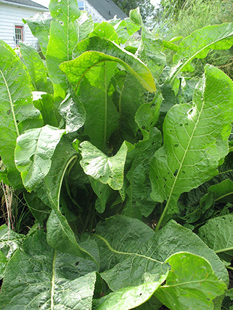 Horseradish – Armoracia rusticana