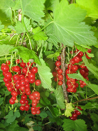 Currant, Red – Ribes rubrum