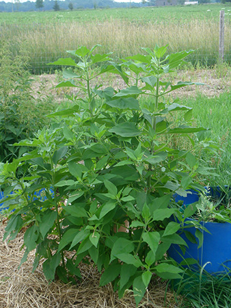 Sunchoke (Jerusalem Artichoke) – Helianthus tuberosus