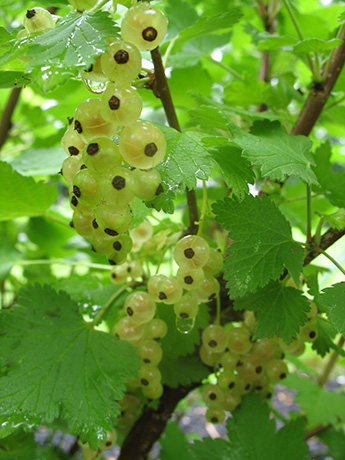 Currant, White – Ribes rubrum