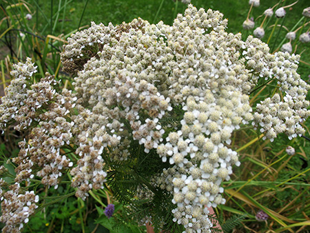 Yarrow – Achillea millefolium