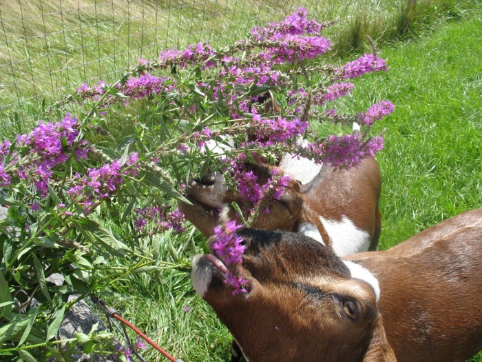 Goat Fodder Systems