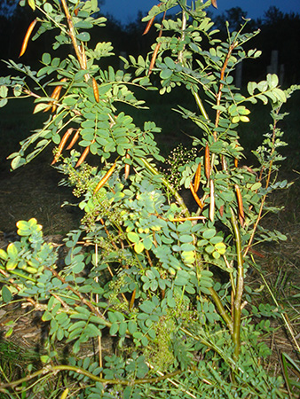 Siberian Pea Shrub/Tree – Caragana arborescens